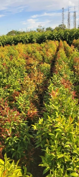 Selling and buying trees