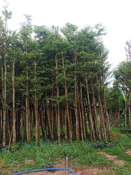 Selling and buying trees