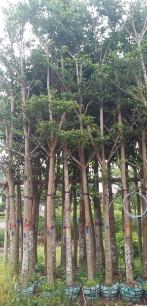 Selling and buying trees