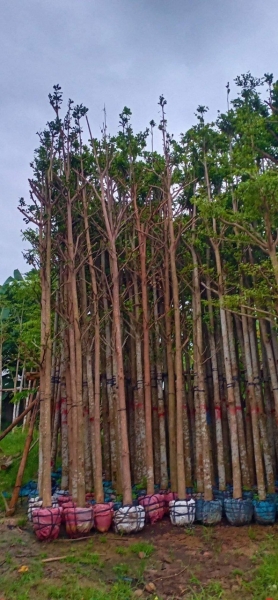 Selling and buying trees