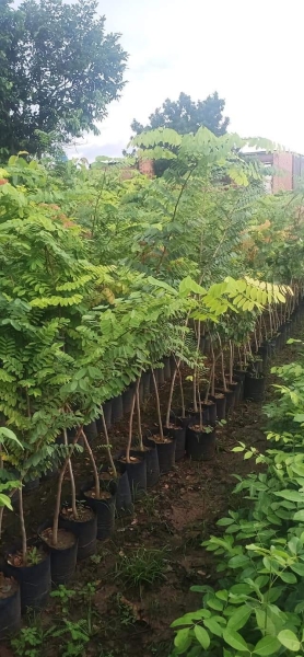 Selling and buying trees