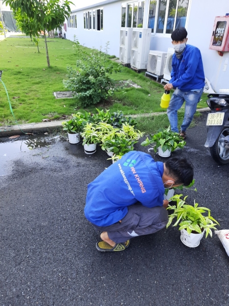 Tree care service