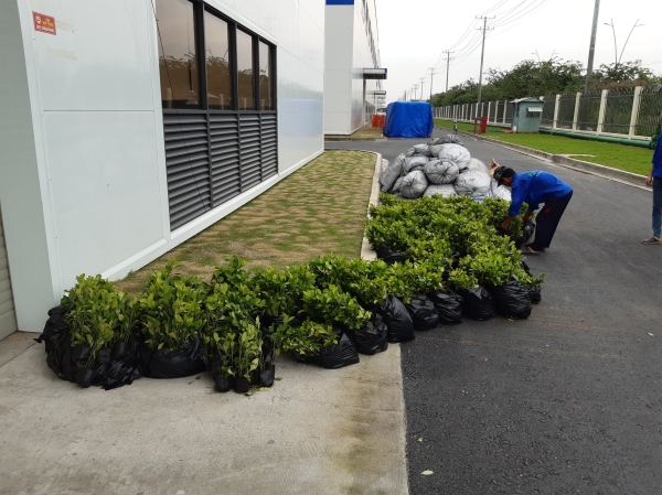 Tree care service