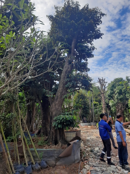 Tree care service