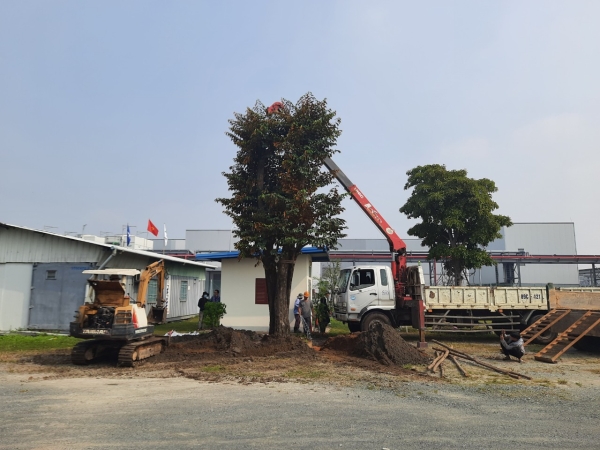 Tree care service