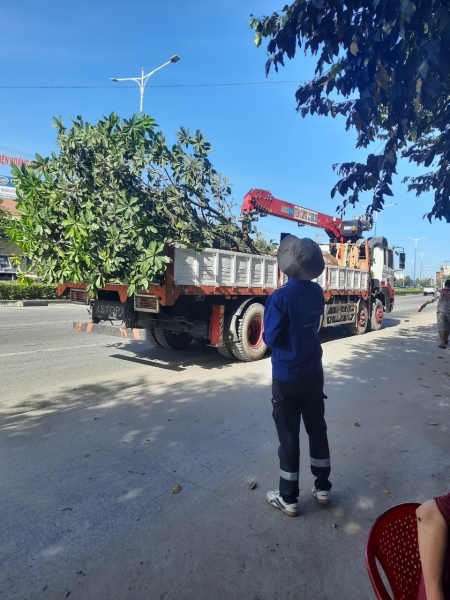 Tree care service