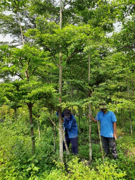 Tree care service