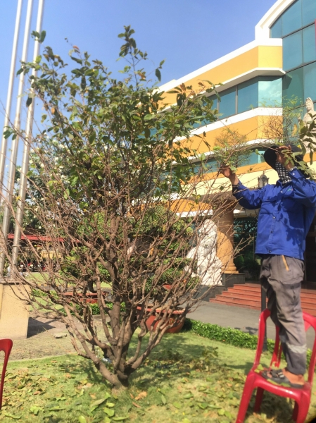 Tree care service