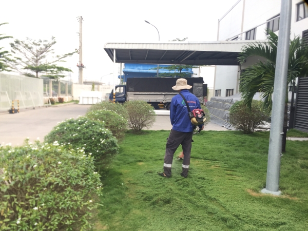 Grass caring & planting service