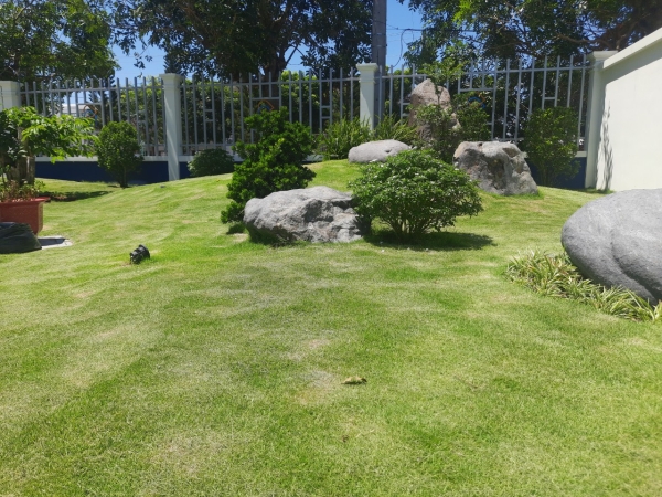 Grass caring & planting service