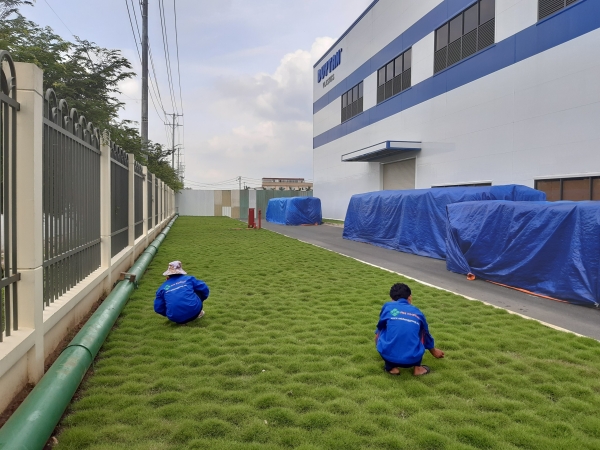 Grass caring & planting service