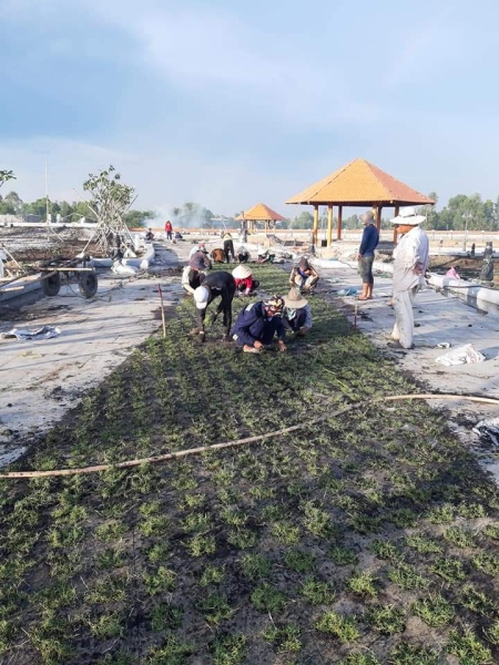 Grass caring & planting service