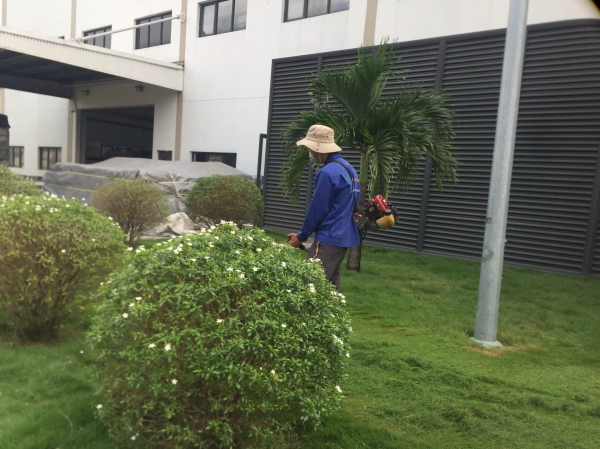 Grass caring & planting service