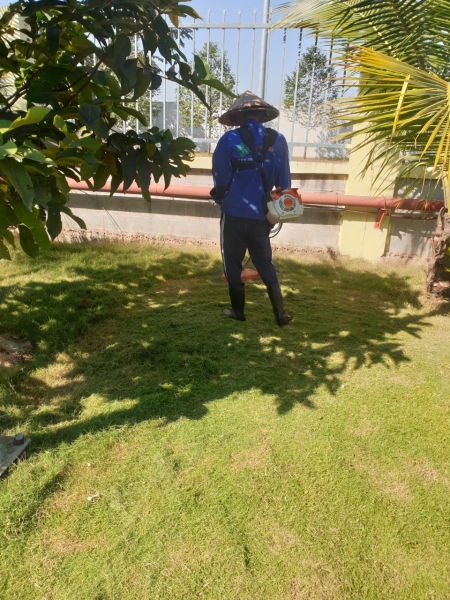 Grass caring & planting service