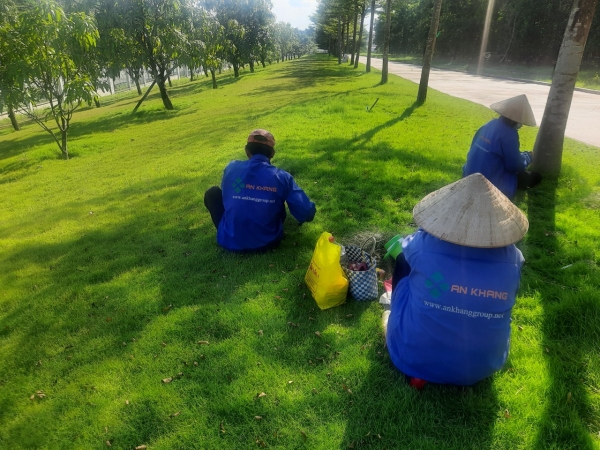Grass caring & planting service