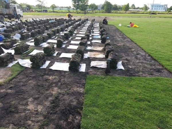 Grass caring & planting service