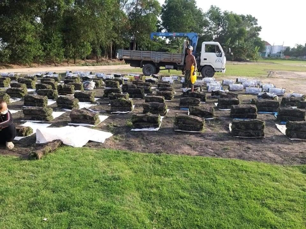 Grass caring & planting service