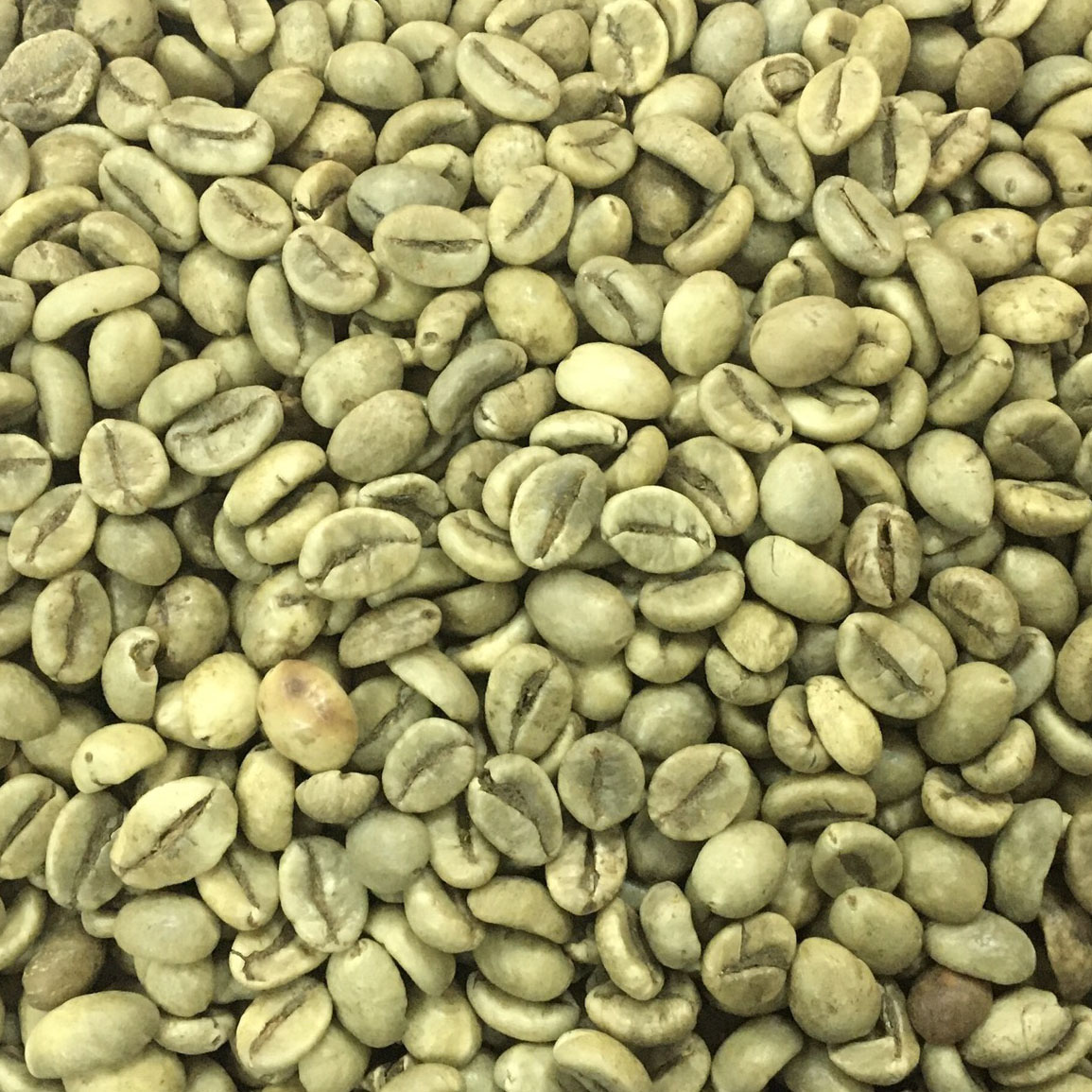 Robusta Coffee S18