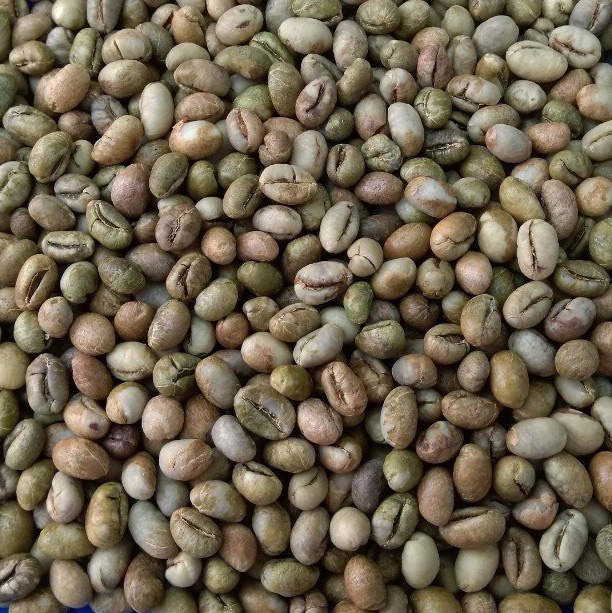 Robusta coffee