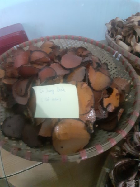 Dioscorea Cirrhosa