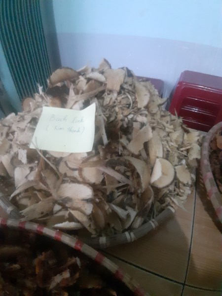 Poria Cocos