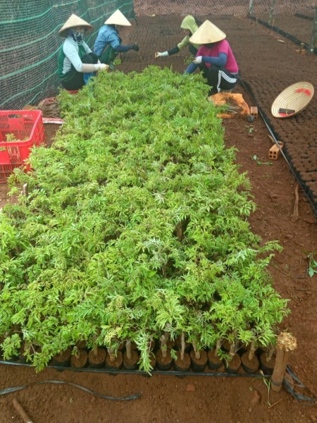 Ming Aralia