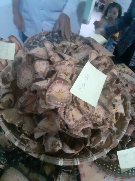 Sargentodoxa Cuneata