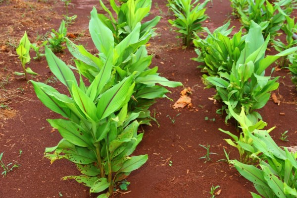 Curcumin