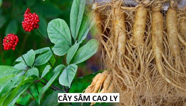 Panax Ginseng