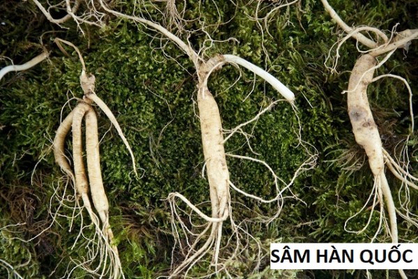 Korean Ginseng