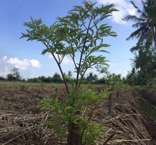 Ming Aralia