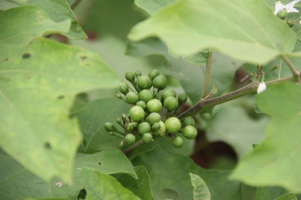 Medicinal Herbs