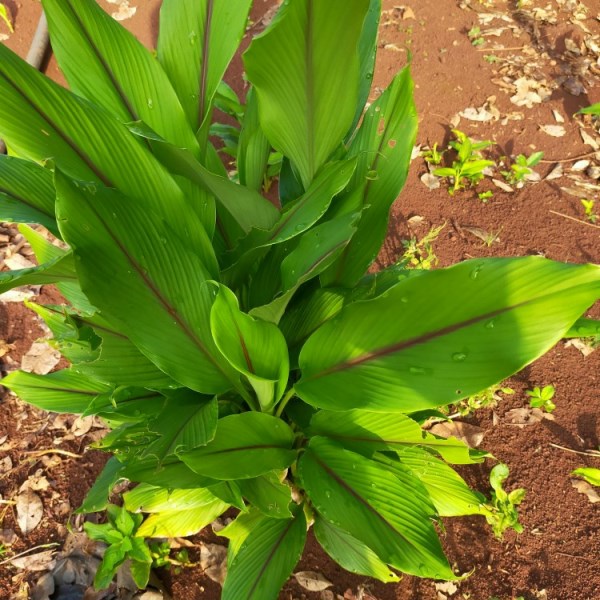 Medicinal Herbs