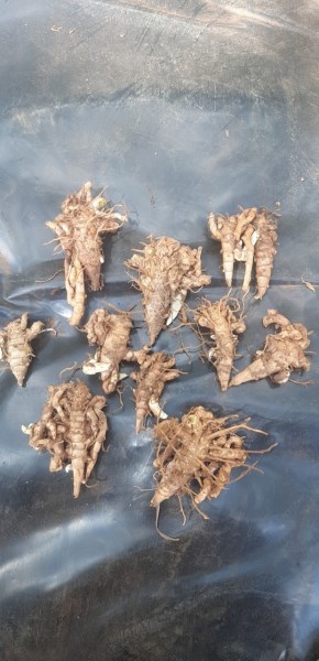 Medicinal Herbs