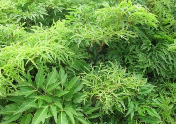 Medicinal Herbs