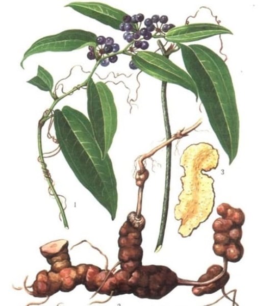 Medicinal Herbs
