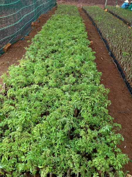 Medicinal Herbs