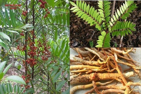 Medicinal Herbs