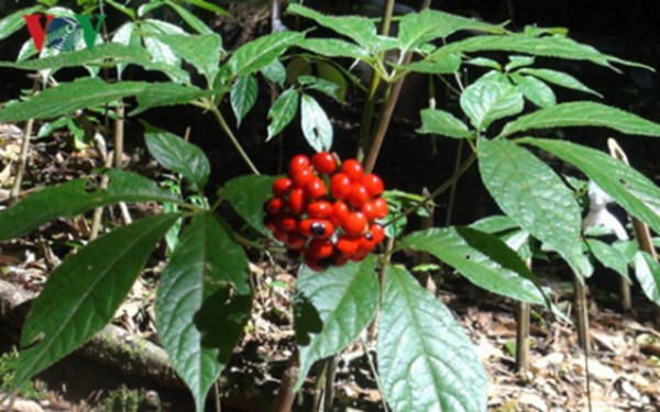 Medicinal Herbs