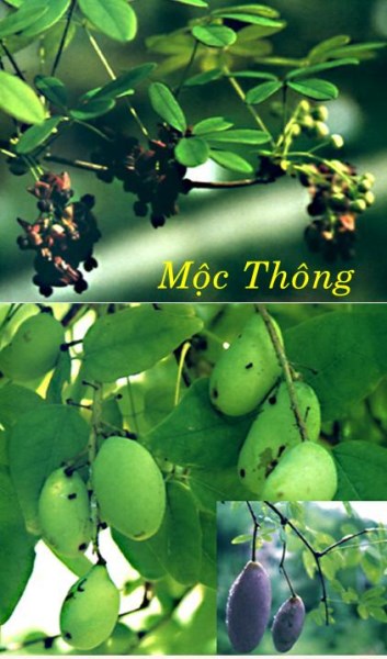 Medicinal Herbs