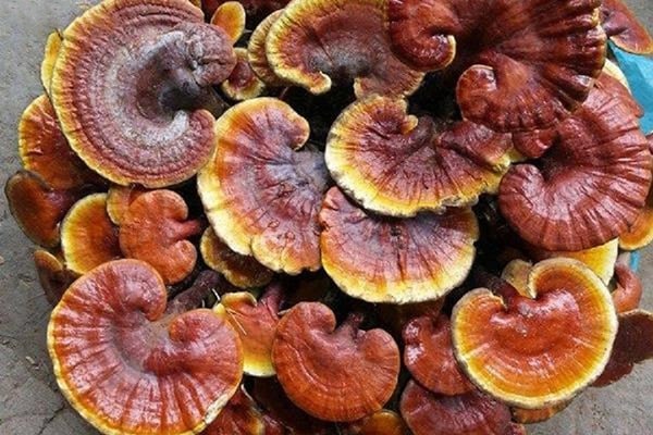 Medicinal Herbs
