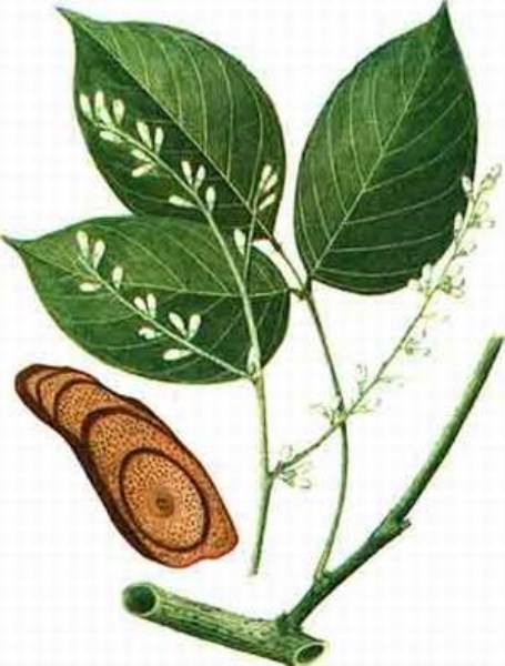 Medicinal Herbs