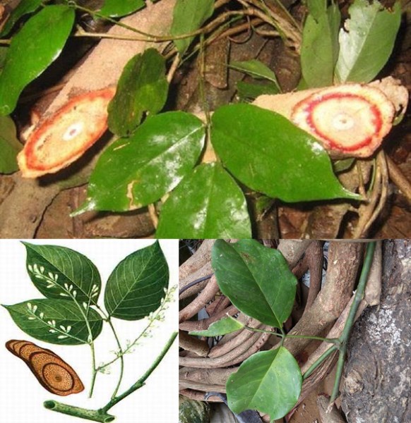 Medicinal Herbs