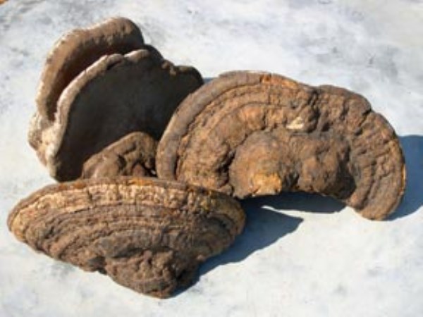 Medicinal Herbs