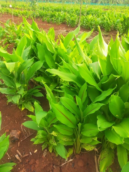 Medicinal Herbs