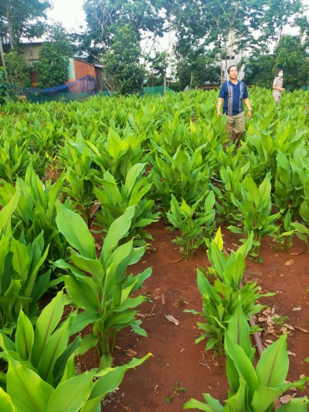 Medicinal Herbs
