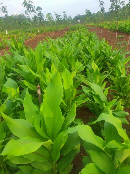Medicinal Herbs