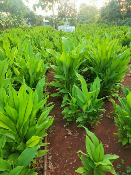 Medicinal Herbs