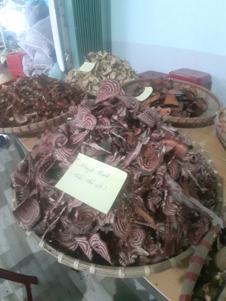 Sargentodoxa Cuneata