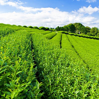 Green tea manufacturing and processing